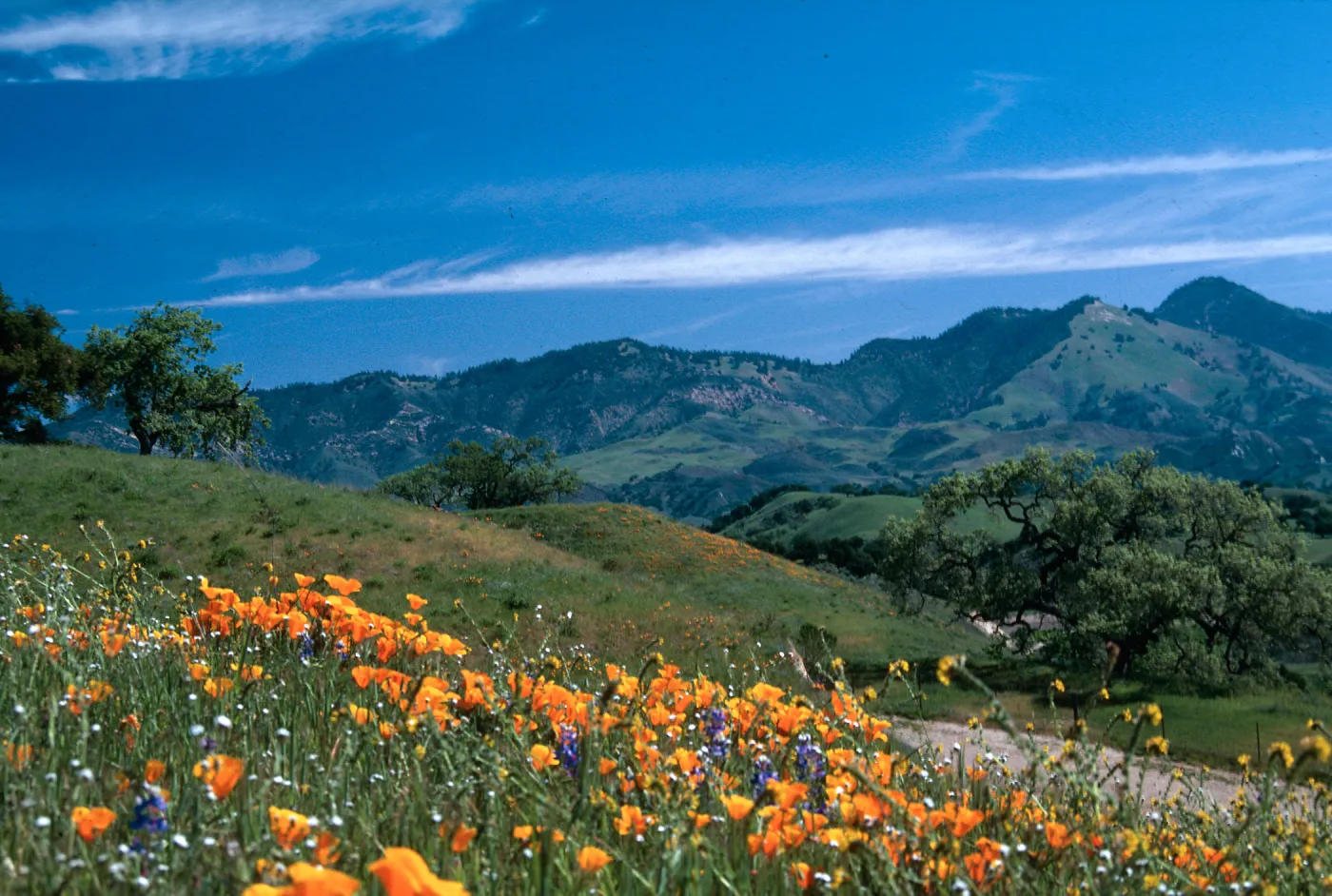 ? Cachuma, Chamberlain Ranch (California Poppy)