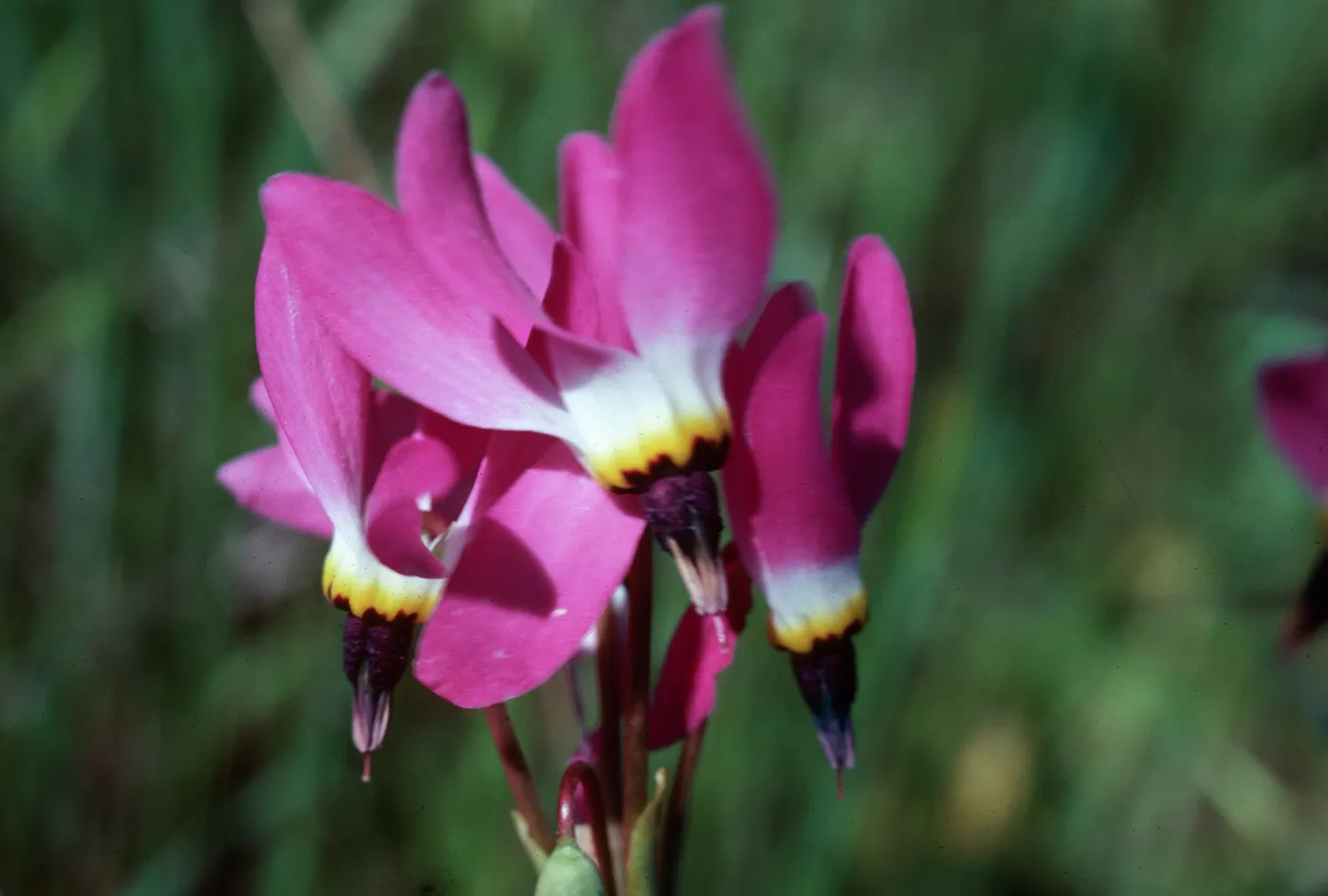 Shooting stars, Sainz Ranch