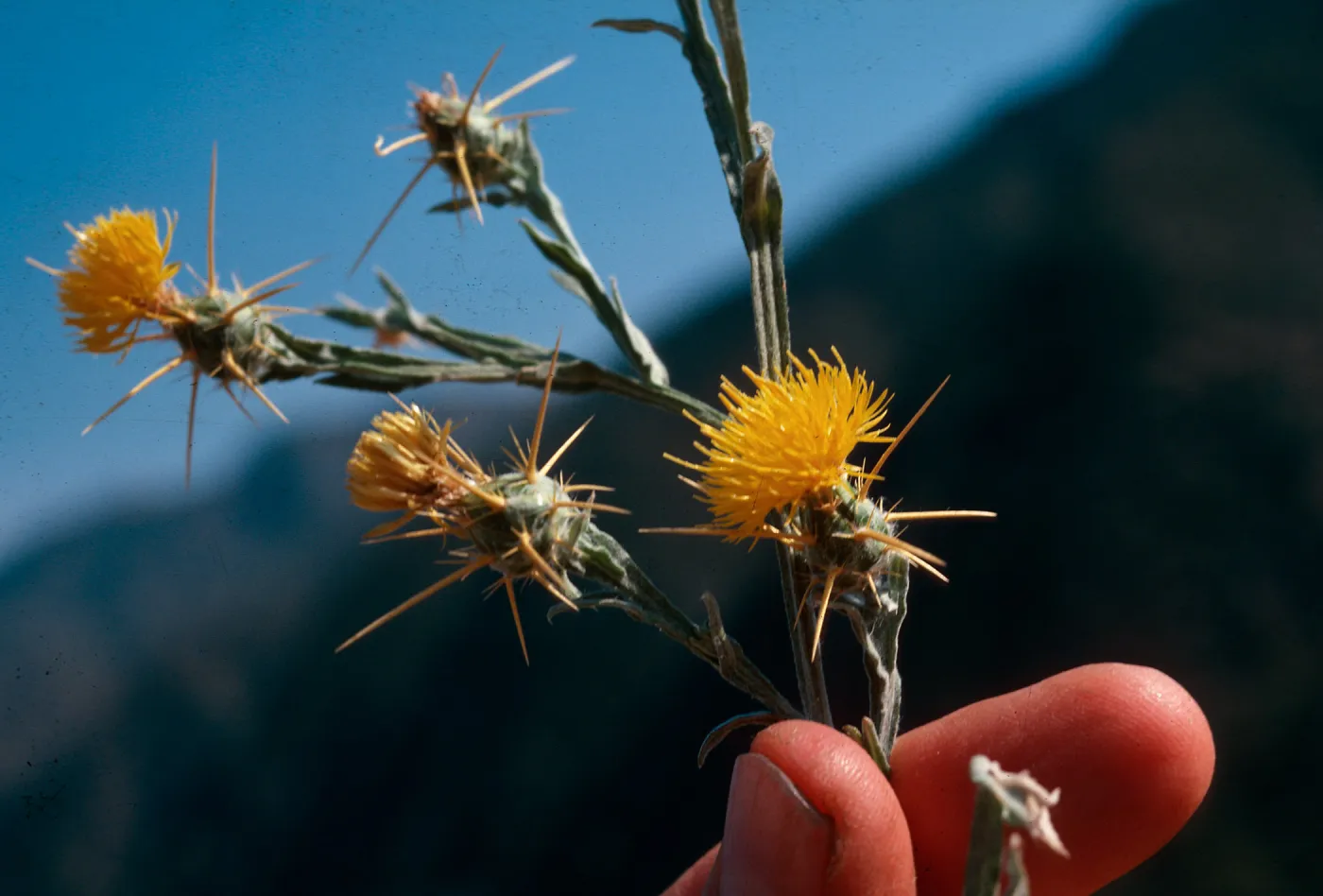 Yellow Star thistle