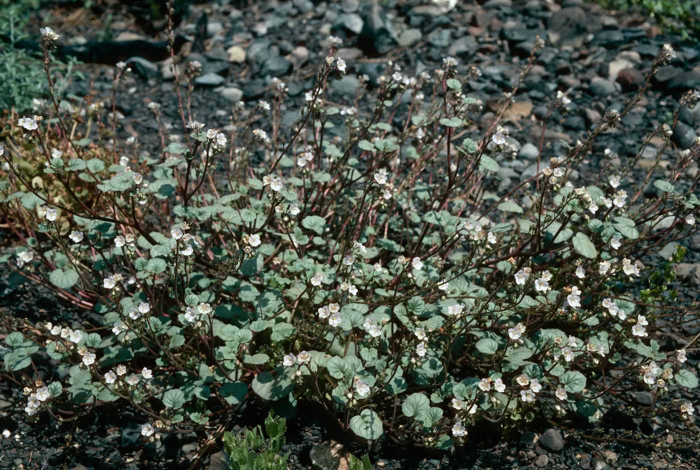 Phacelia longipes