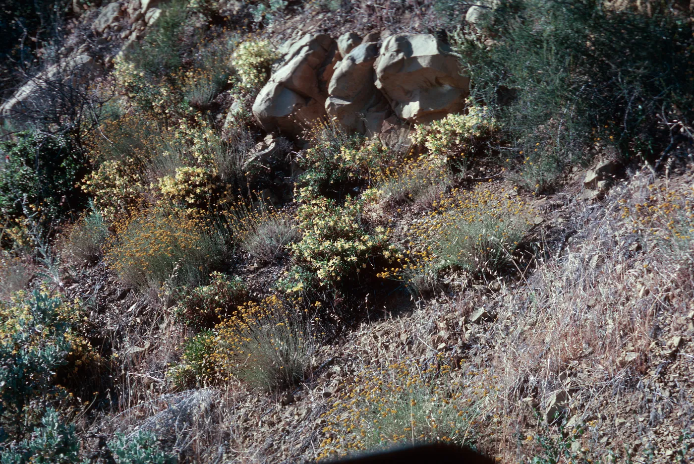 Diplacus, East Camino Cielo