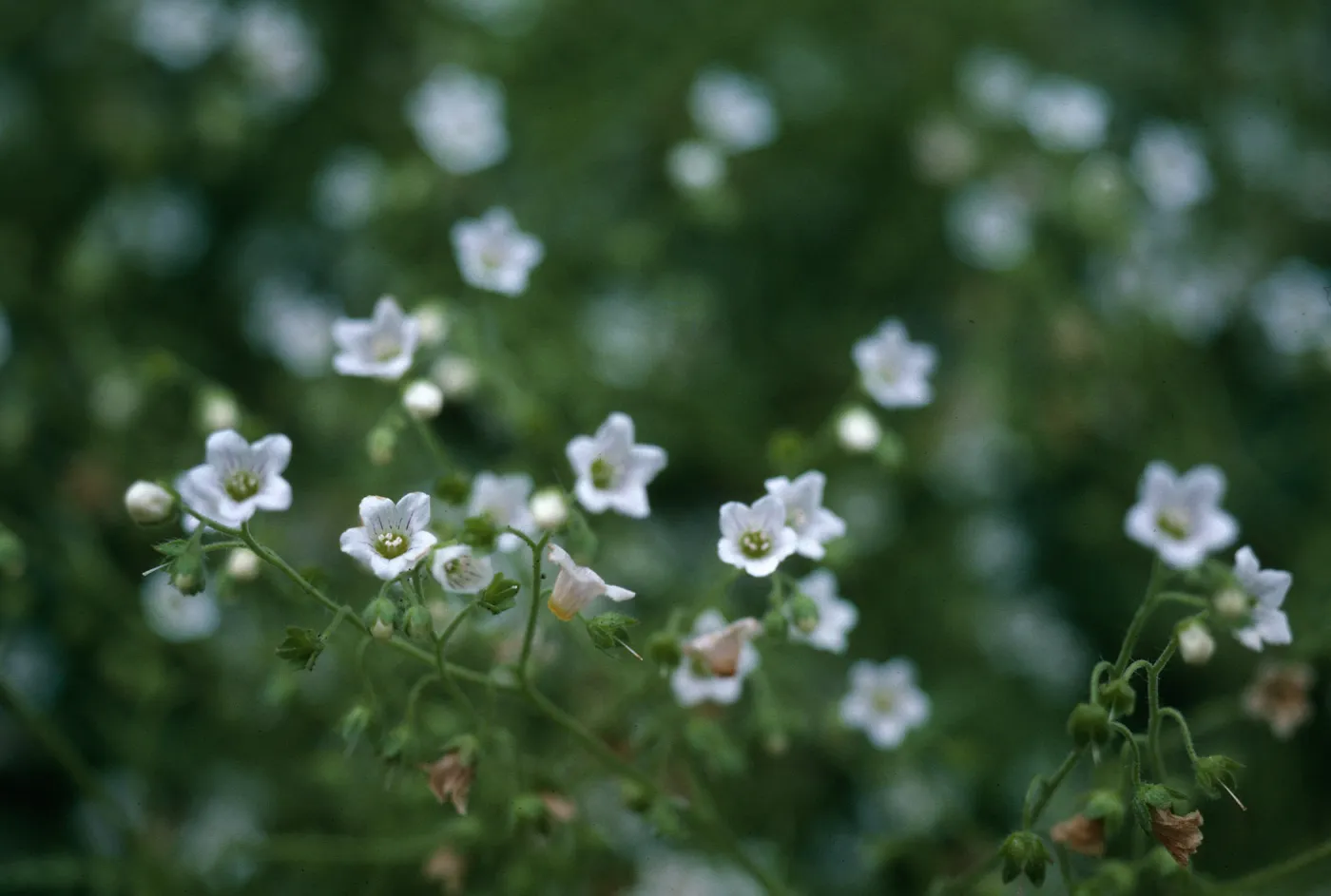 Ellisia, Lopez Canyon