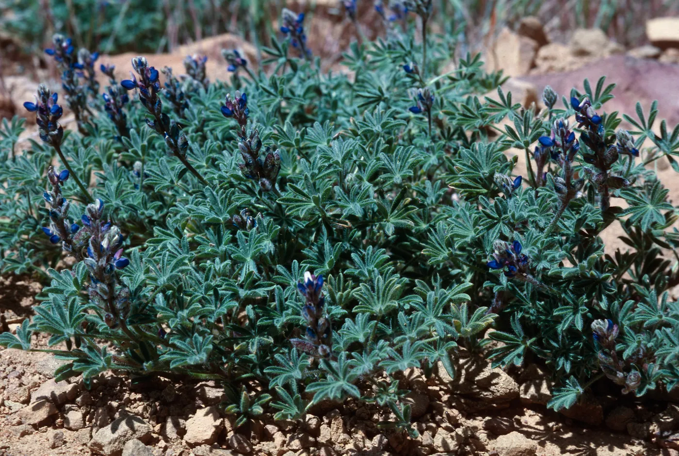 Sierra Madre Road (Lupine)