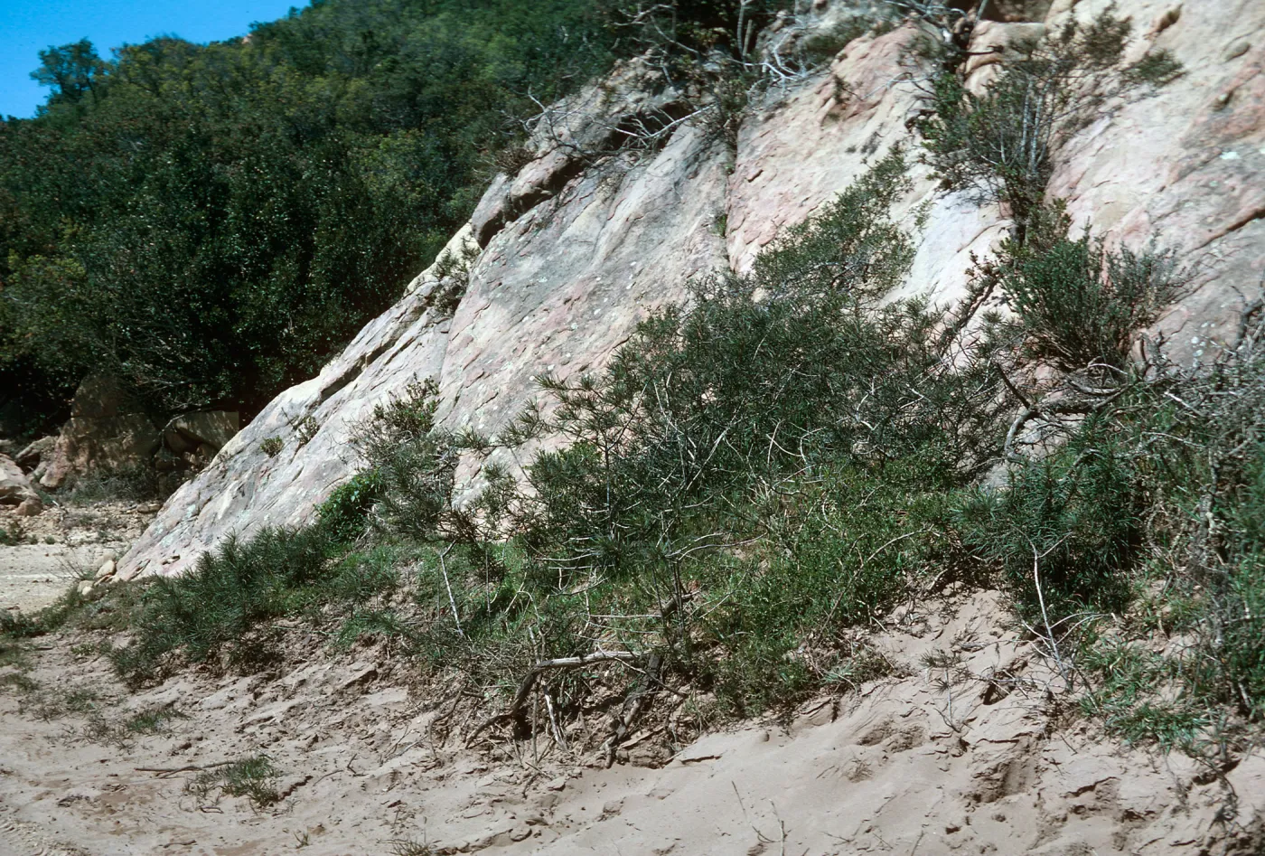 Eriodictyon (Yerba santa), Hollister Ranch