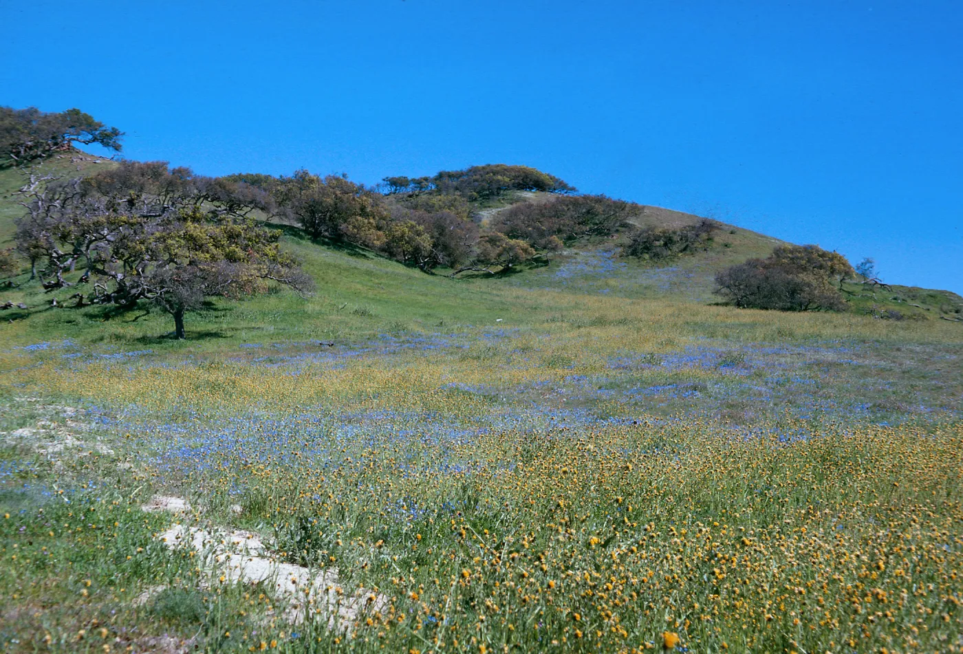 Figueroa Mountain