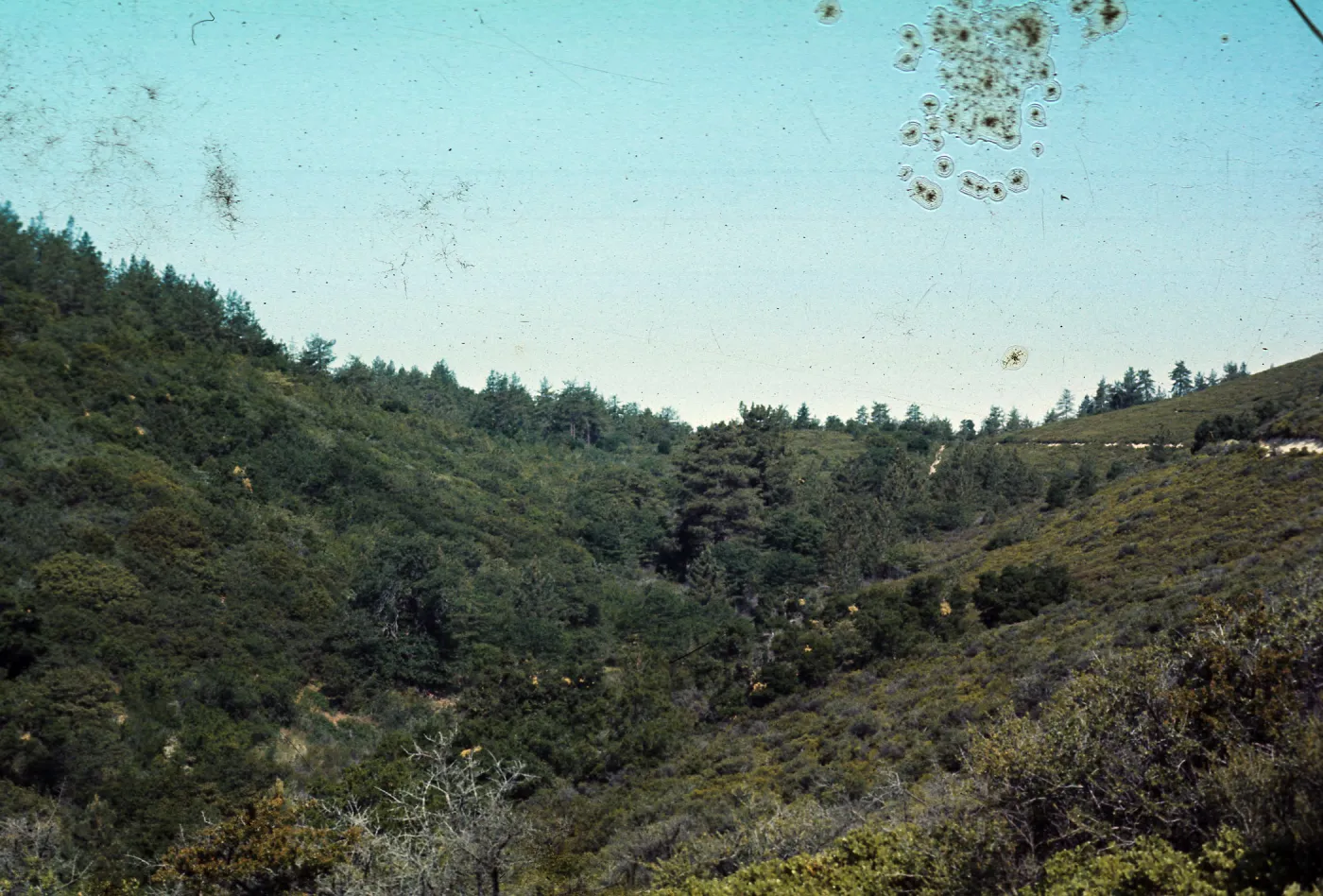 Little Pine 