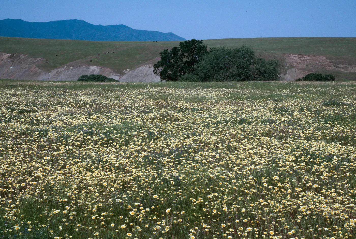 Layia platyglossa, Tidy Tips, Cottonwood