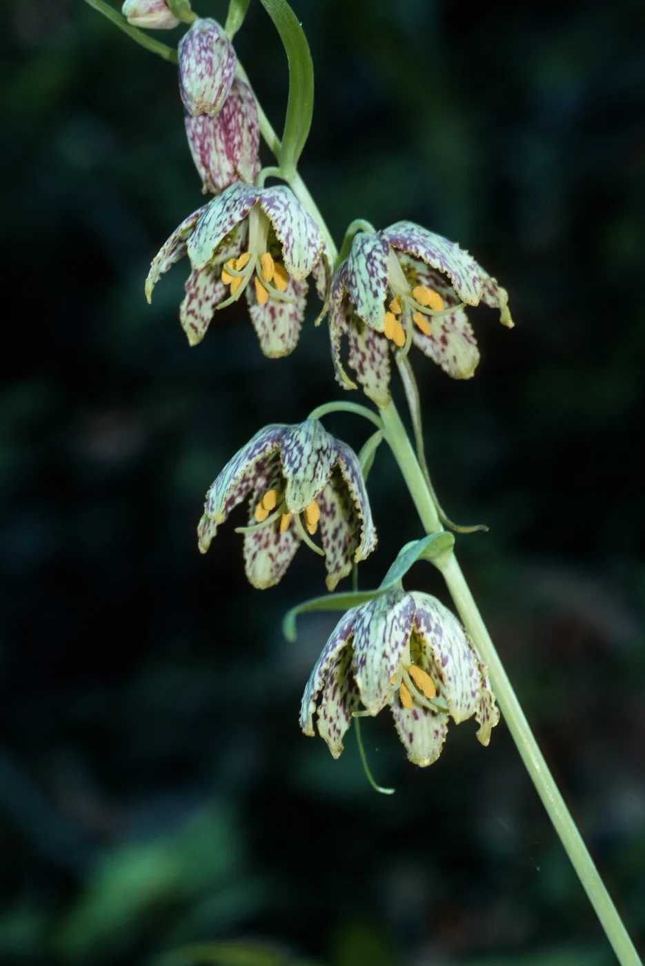Fritillaria ojaiensis, Ojai Fritillary, Santa Rita Road