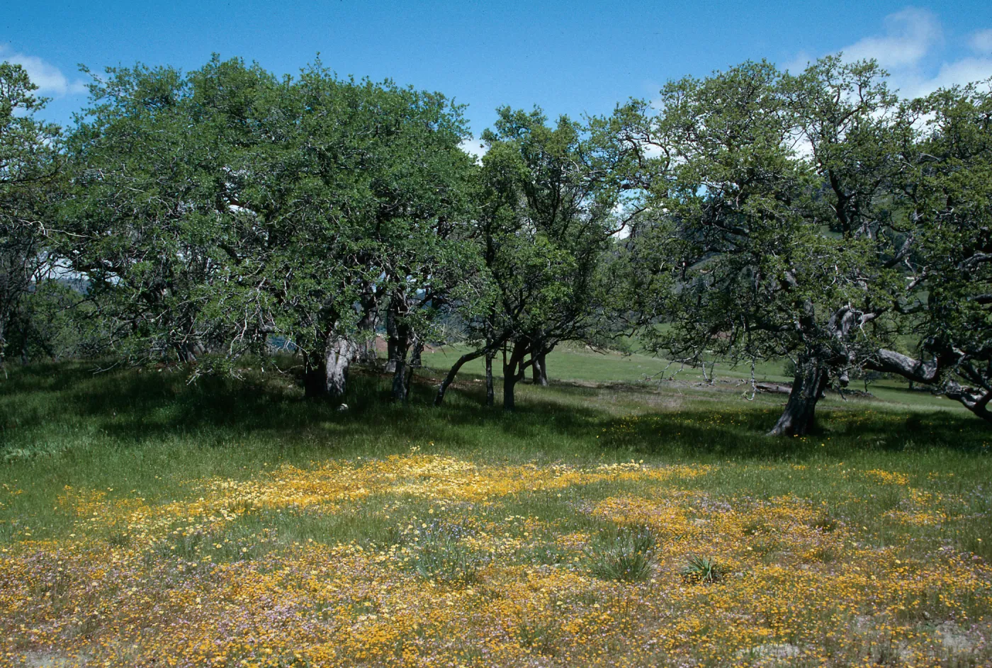 Figueroa Mountain