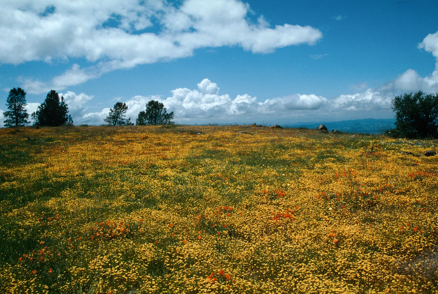 Figueroa Mountain