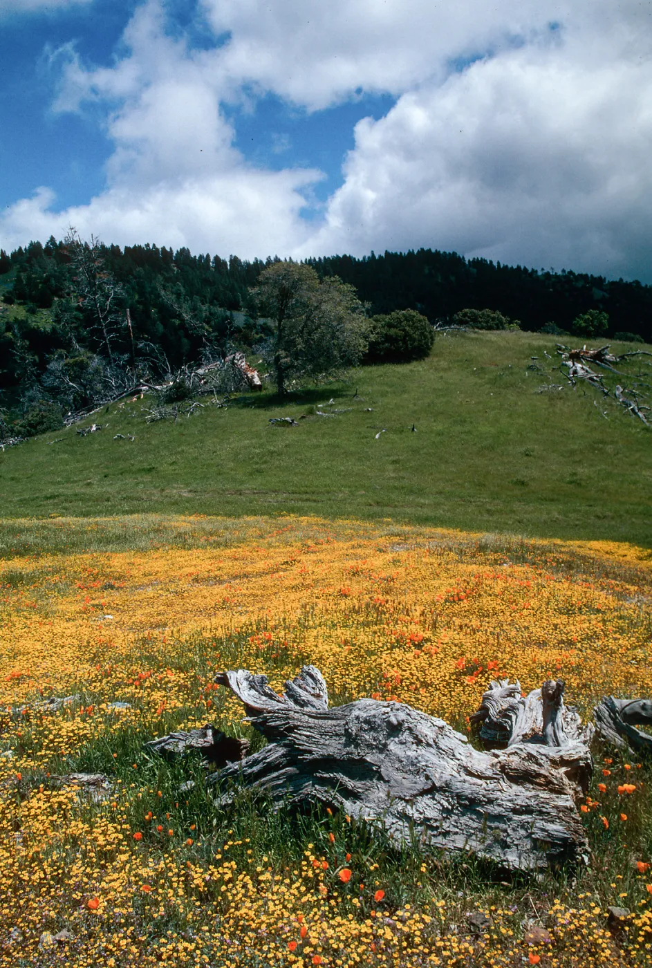 Figueroa Mountain