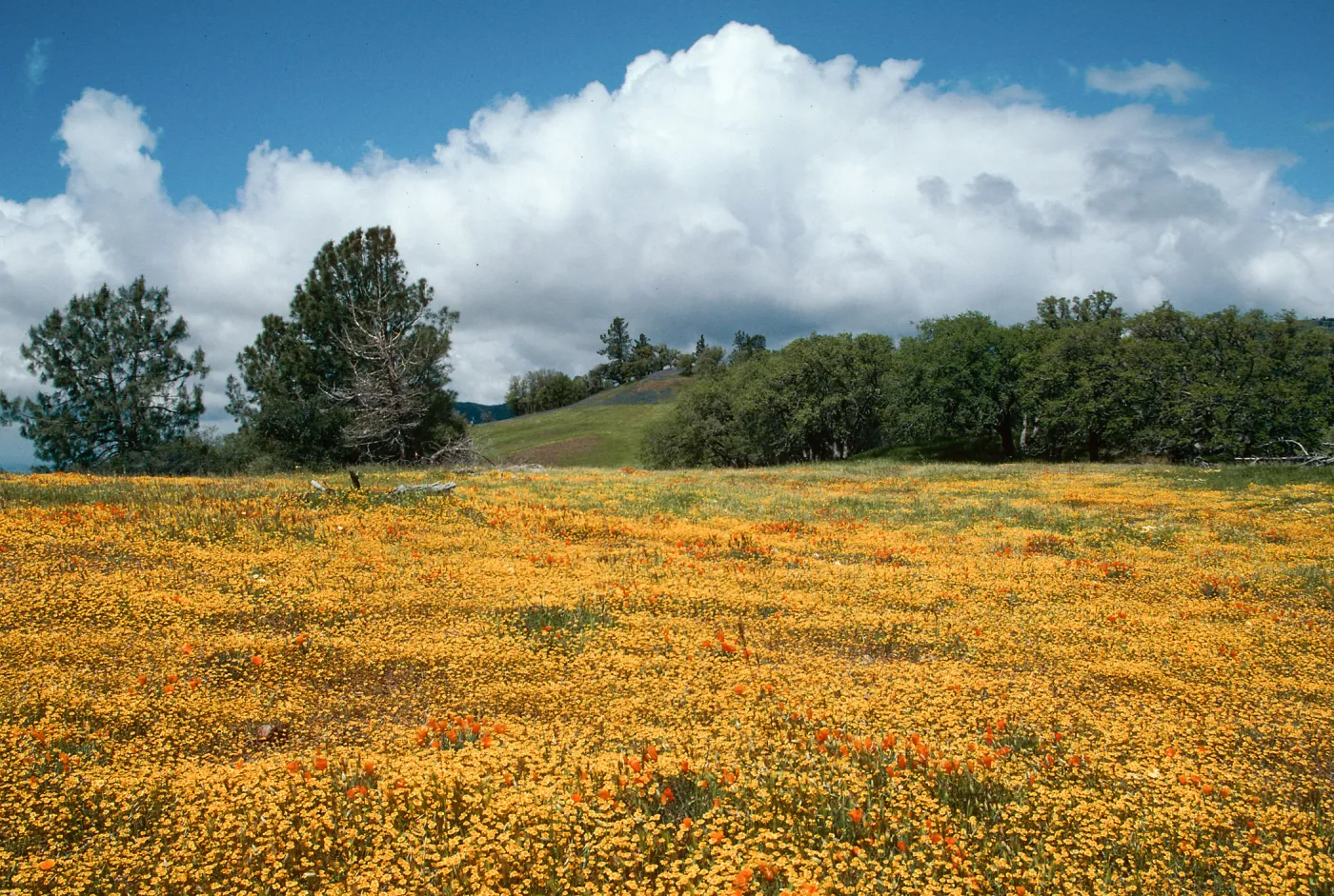 Figueroa Mountain