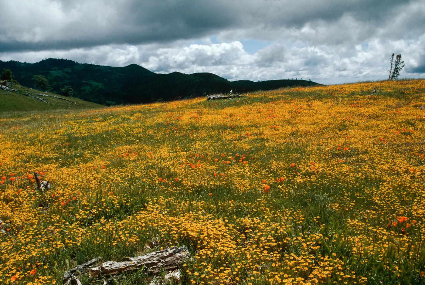 Figueroa Mountain
