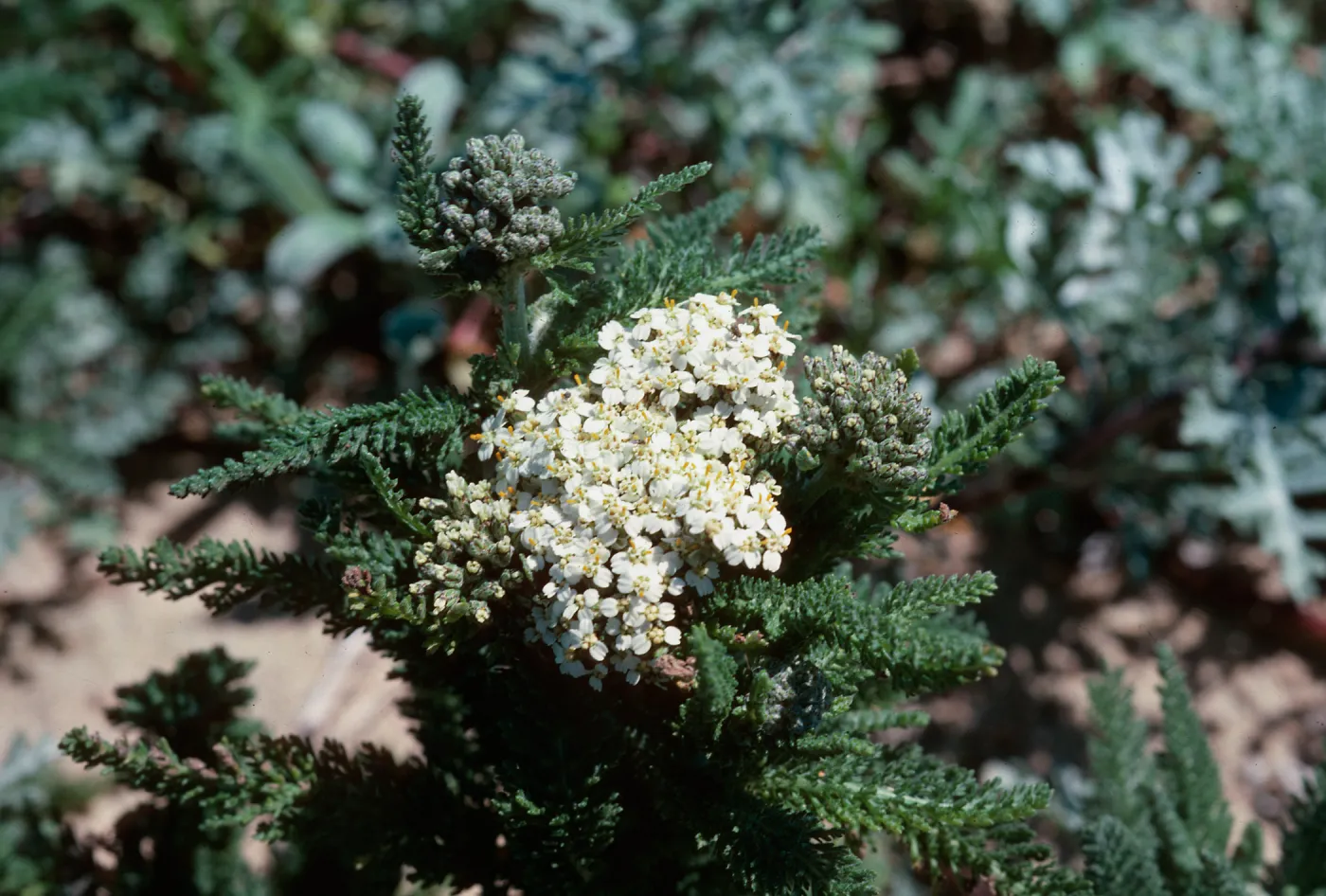 Yarrow, Guadalupe