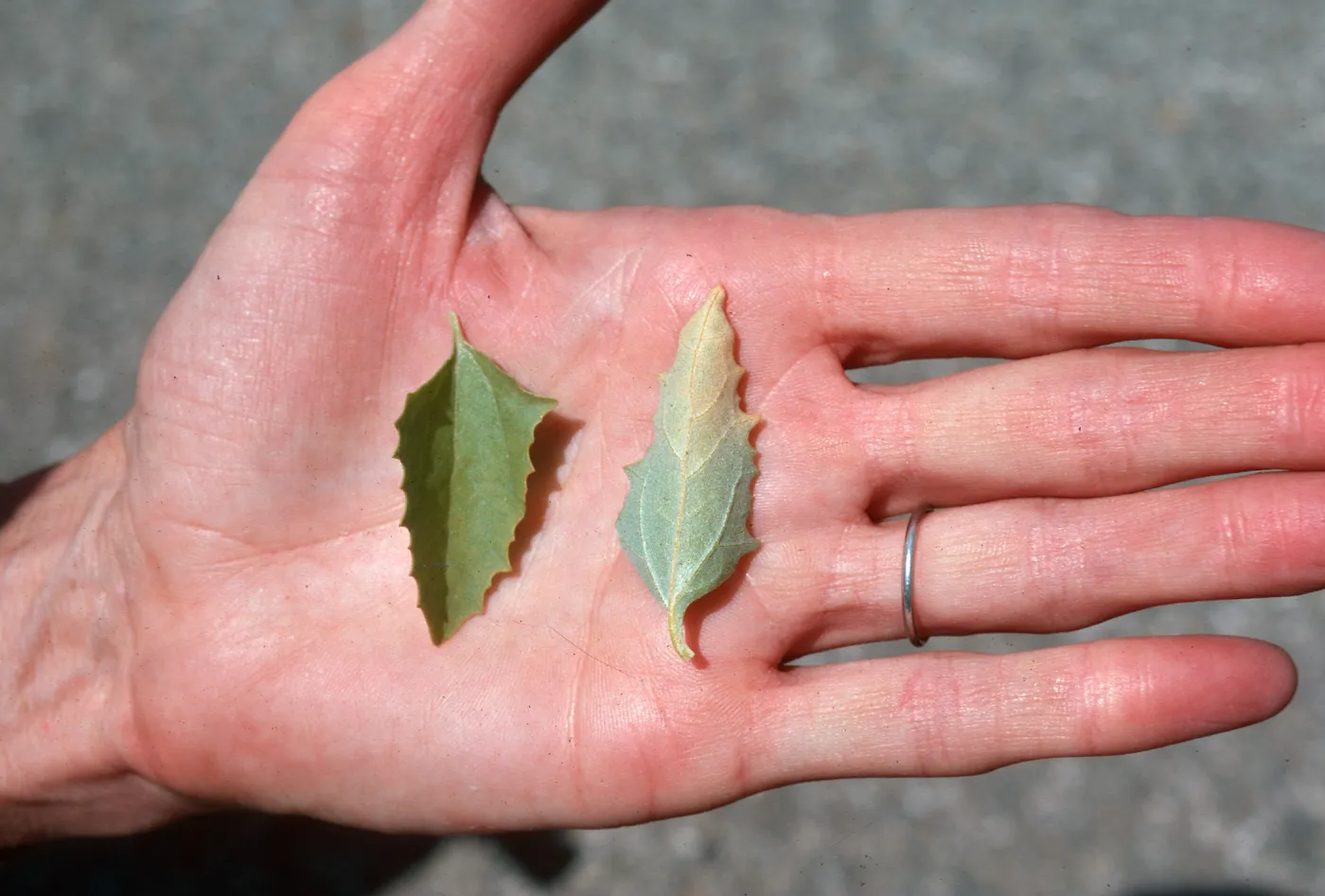 Atriplex rosea leaves