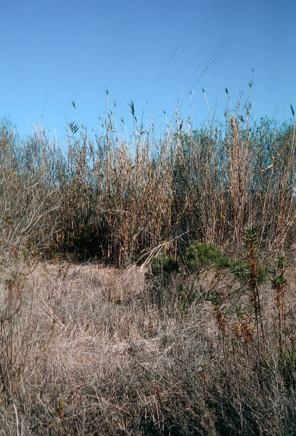 Arundo