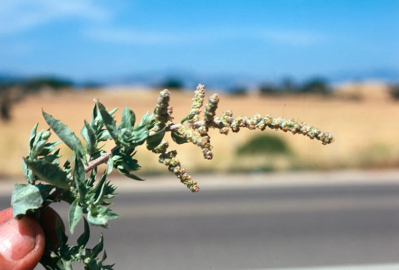 Atriplex serenana