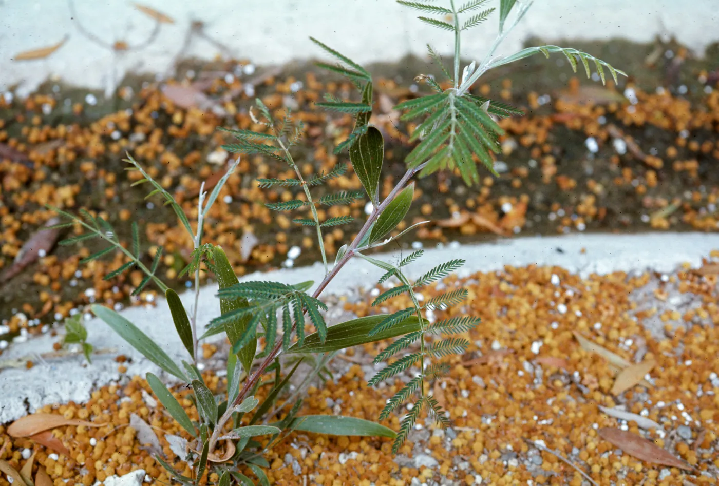 Acacia melanoxylon, 2 leaves