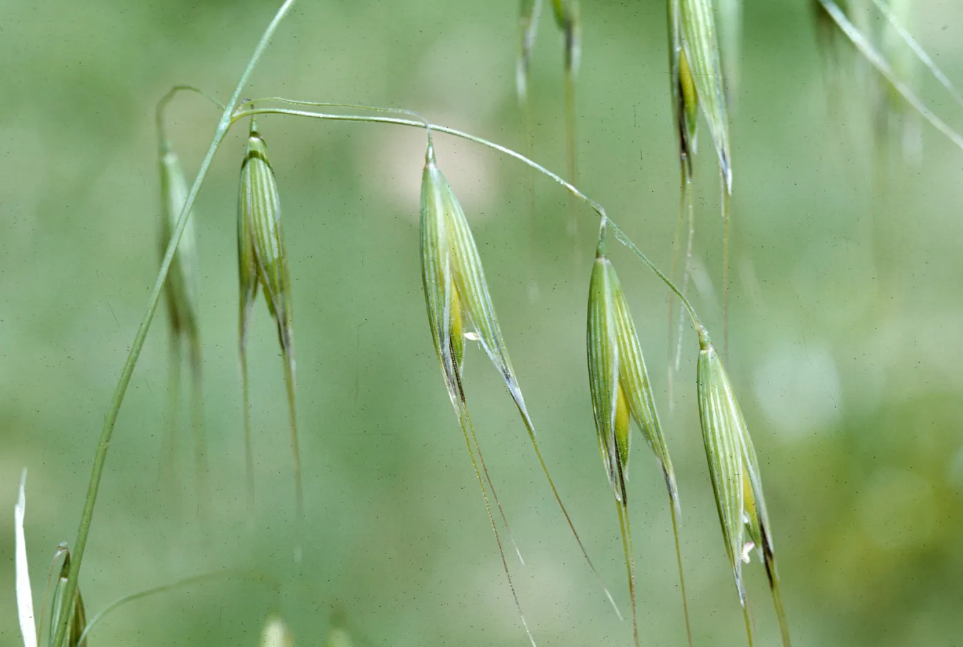 Avena fatua c