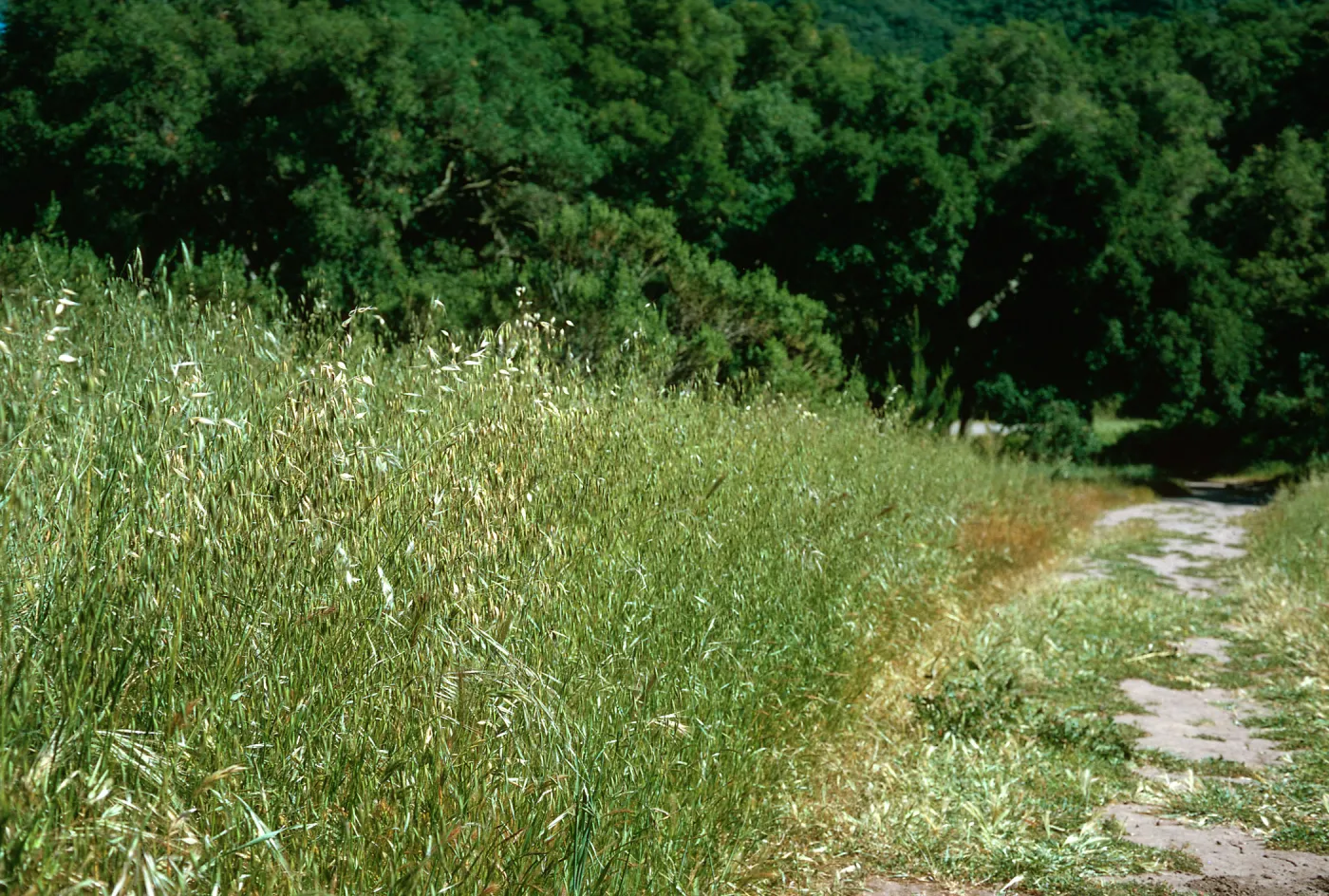 Avena field