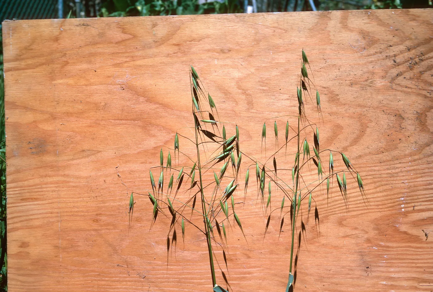 Avena fatua c
