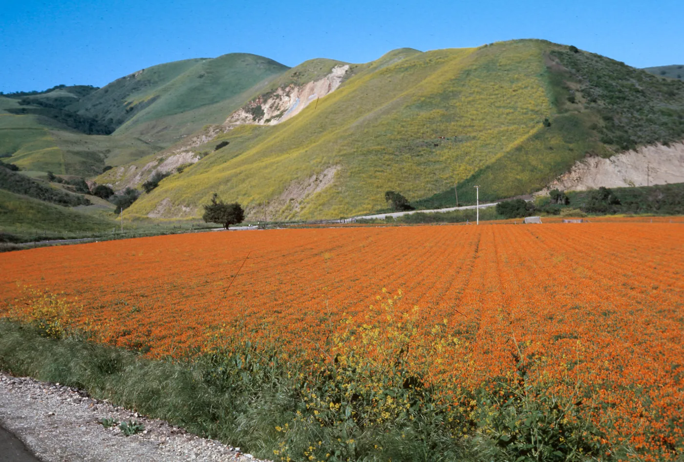 Brassica nigra, California Poppy