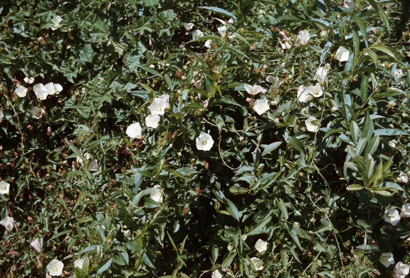 Bindweed, Convolvulus arvensis
