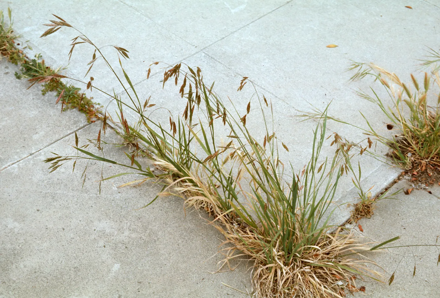 Bromus
