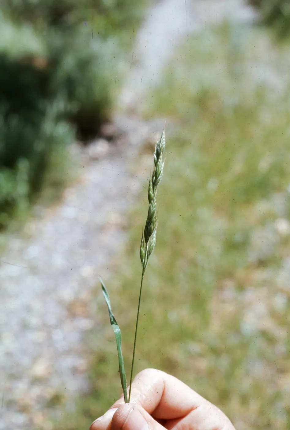 Bromus mollis ?