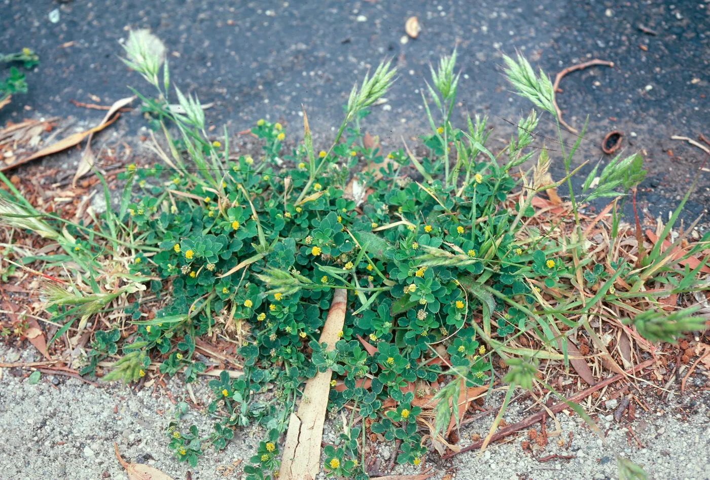Bromus mollis, Medicago hispida