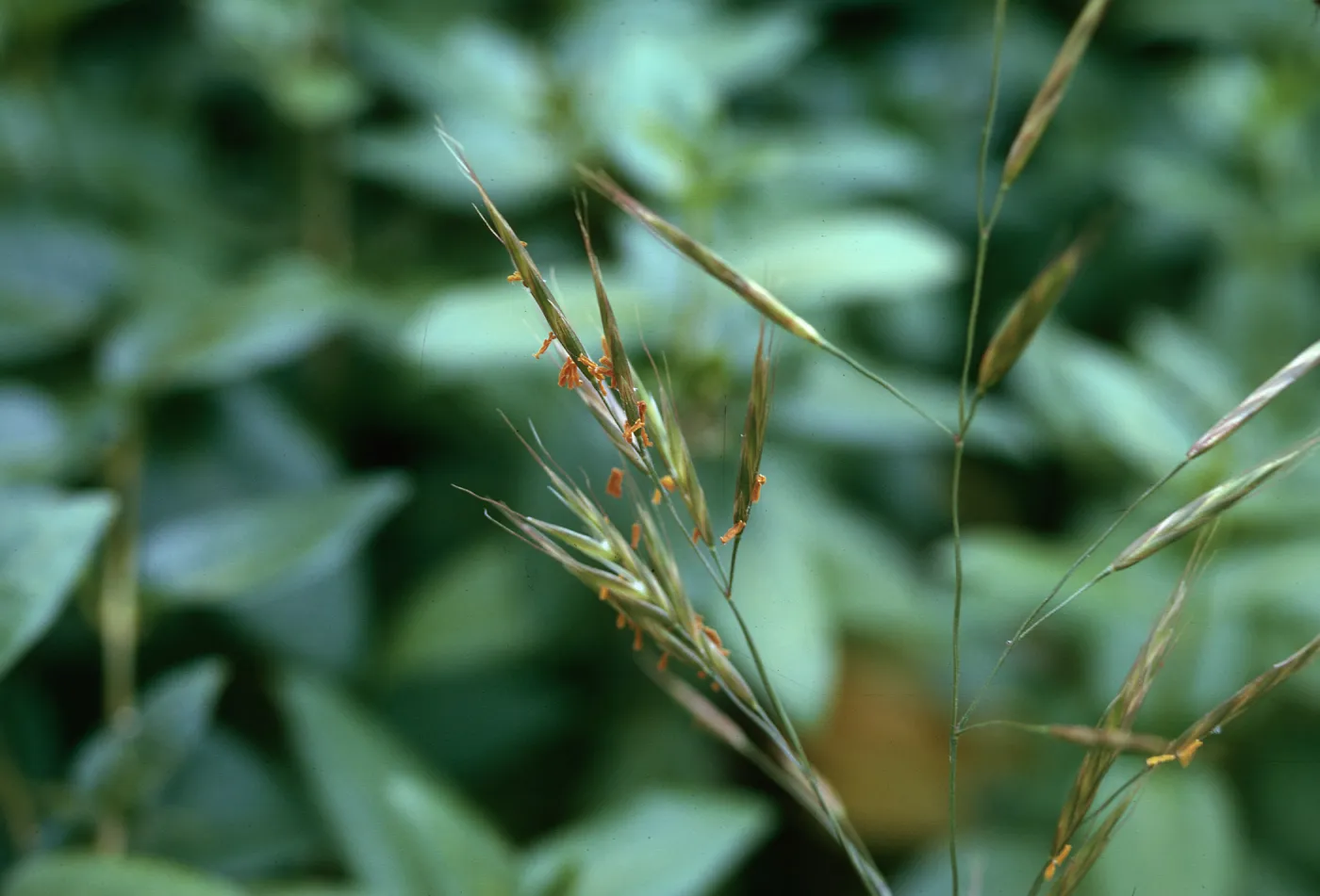 Bromus carinatus flowers