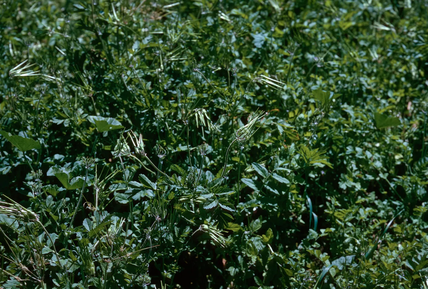 Filaree fruit