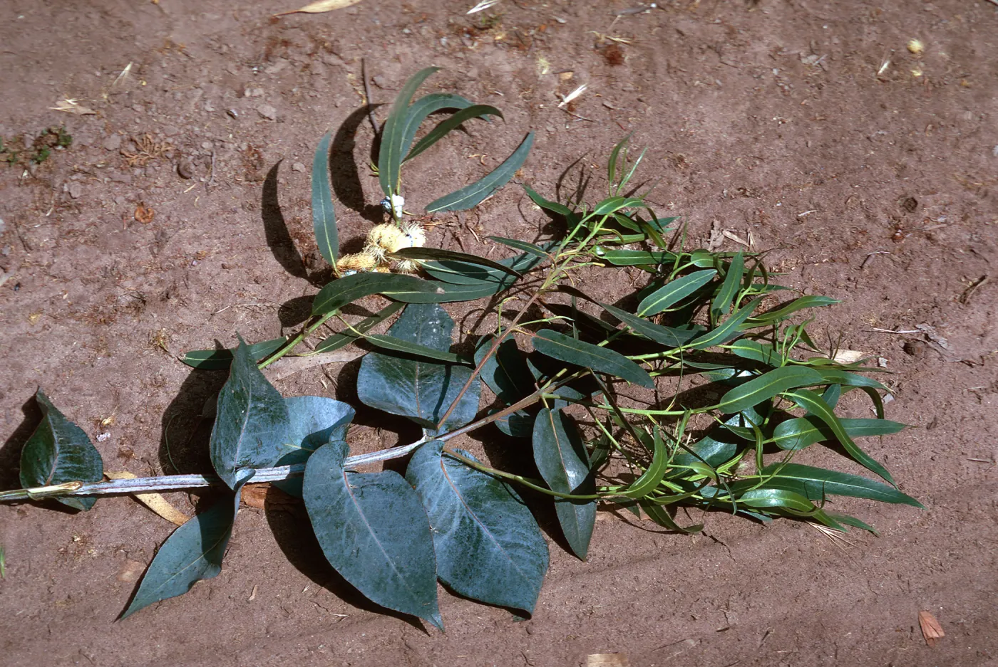 Blue Gum, 2 leaves