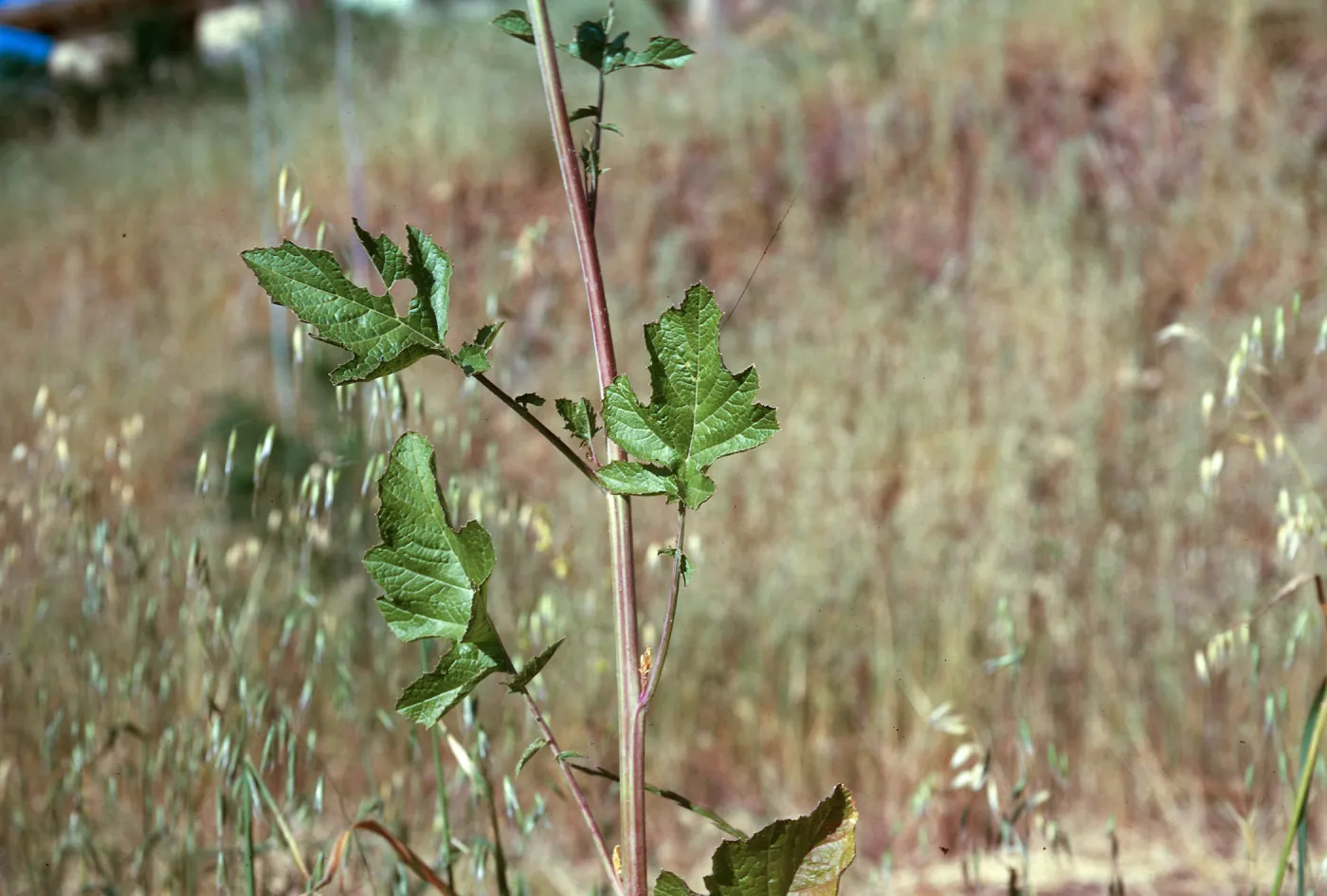 Brassica nigra ? leaf