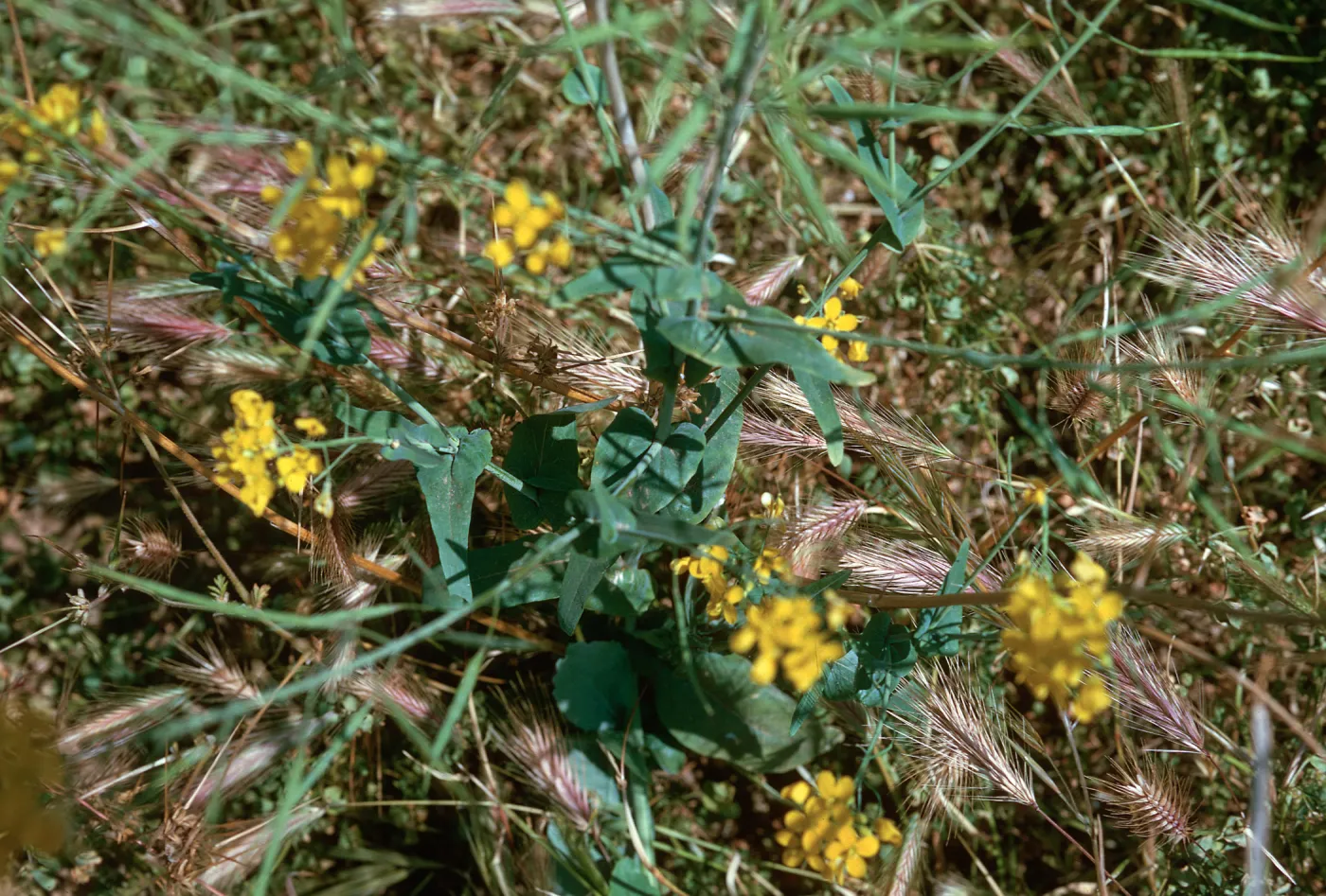 Brassica campestris