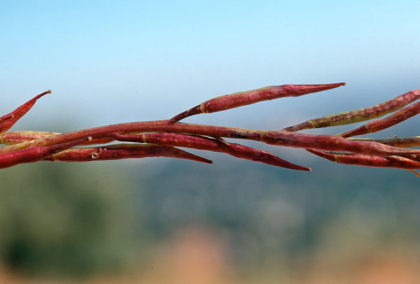 Brassica arvensis fruit