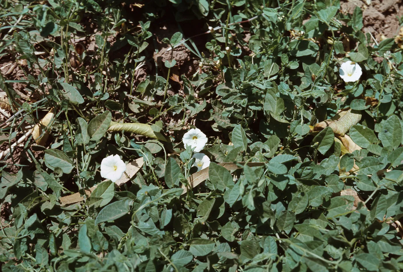 Bindweed