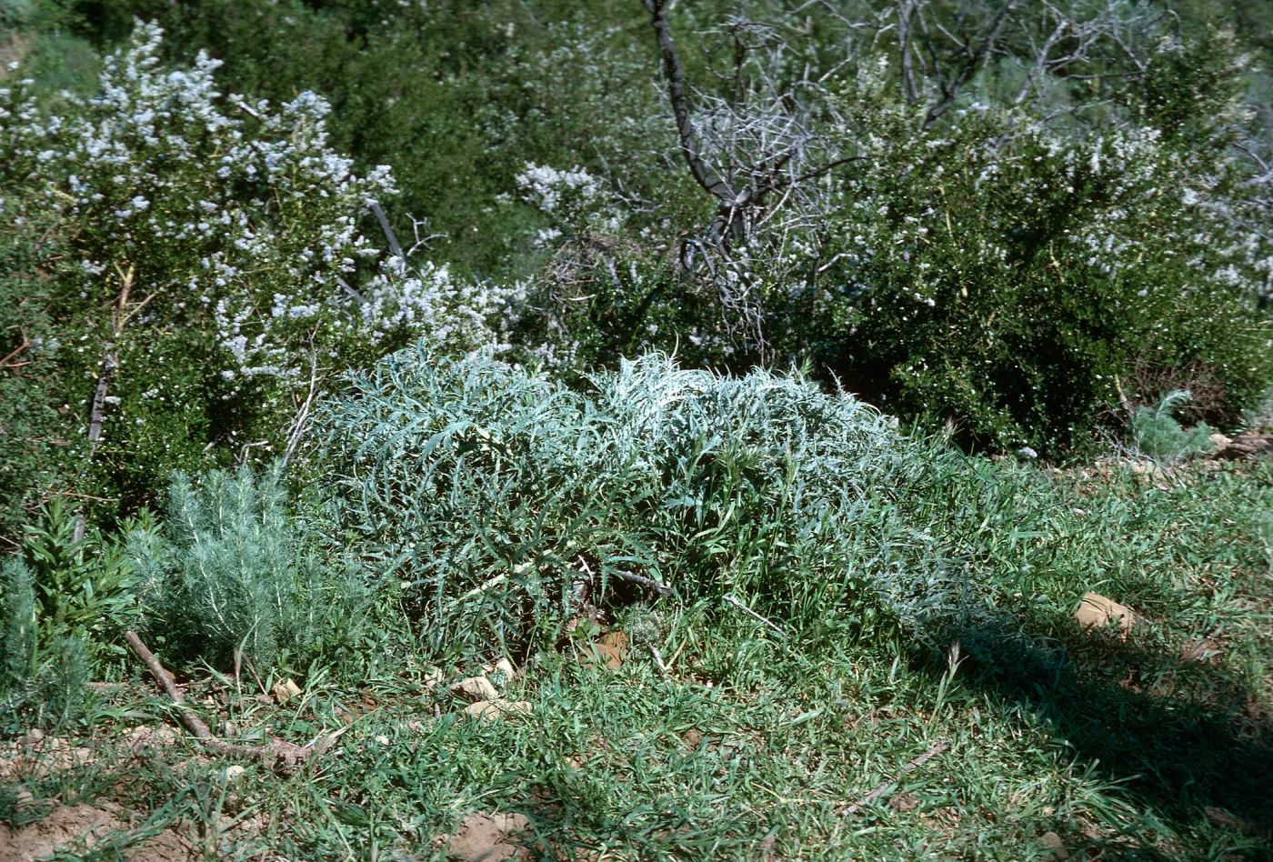 Artichoke Thistle