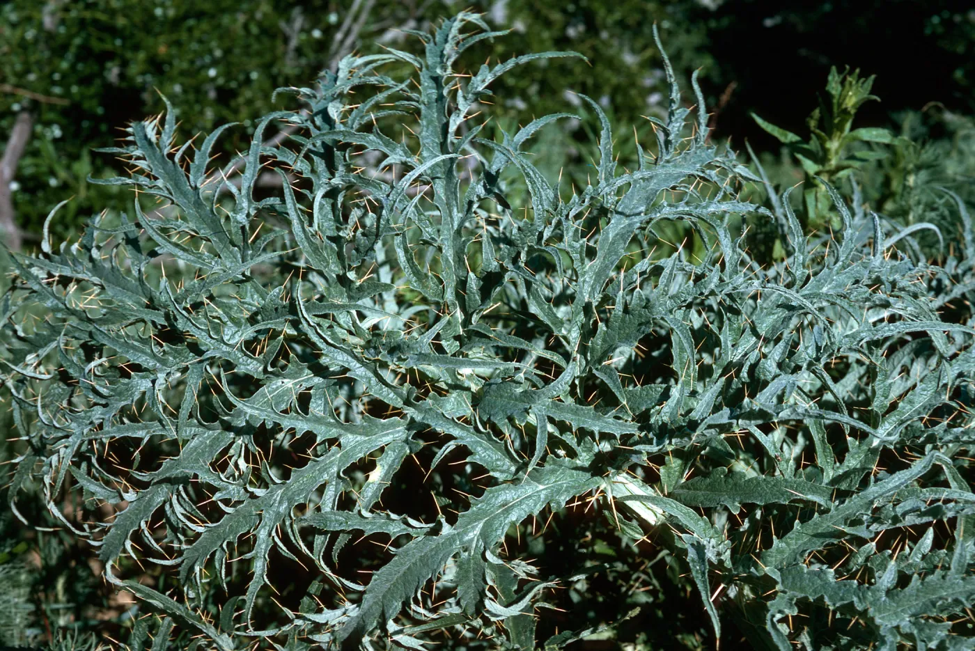 Artichoke Thistle, Hollister Ranch