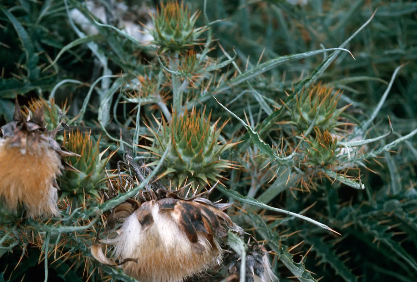 Artichoke Thistle, Hollister Ranch