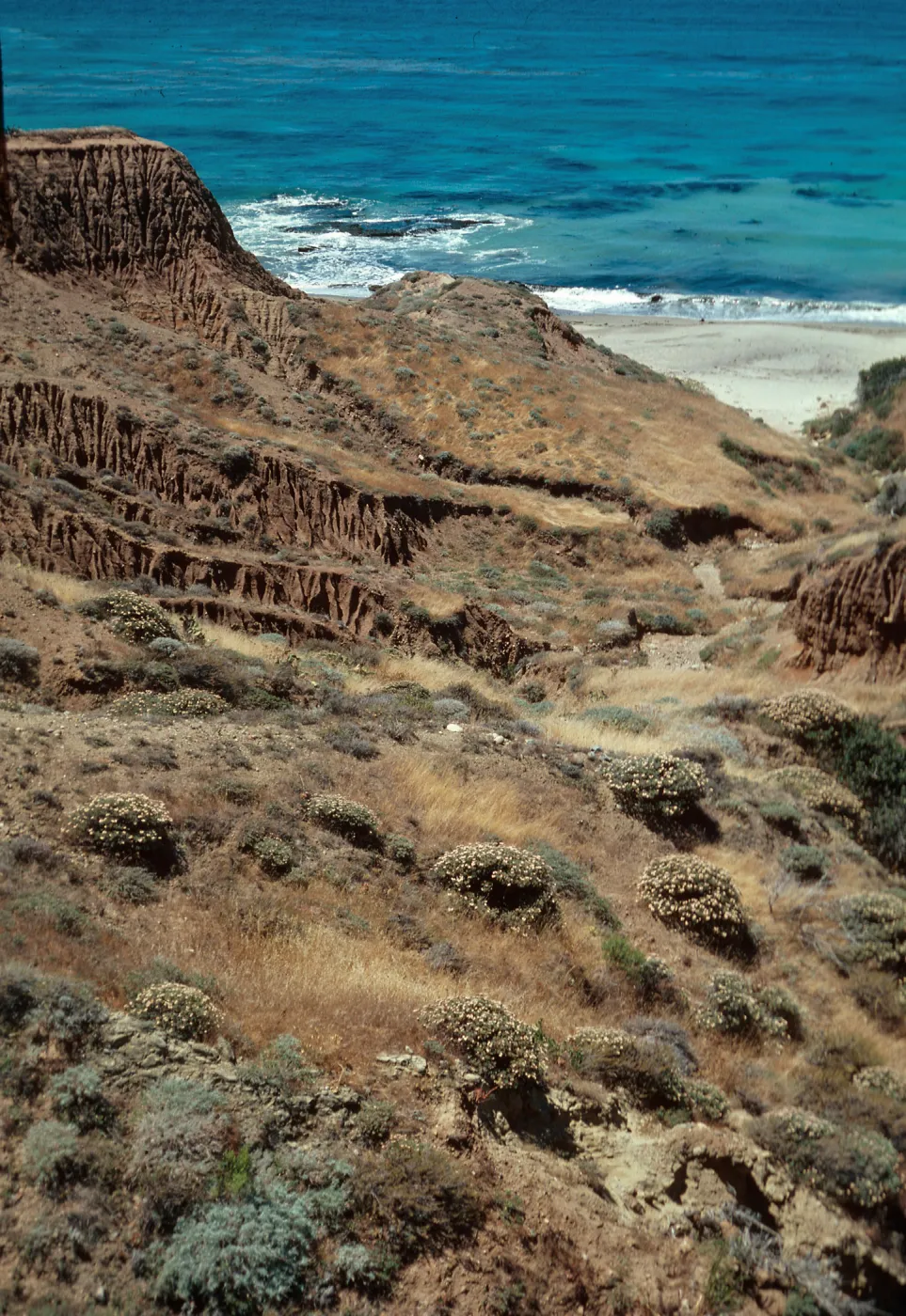 Eriogonum arborescens east of Pozo Beach, Santa Cruz Island