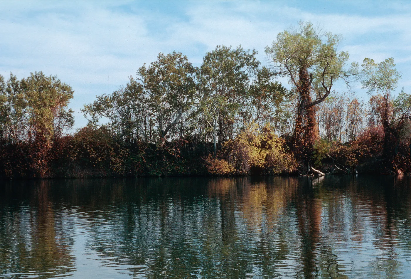 Sacramento River, near Red Bluff