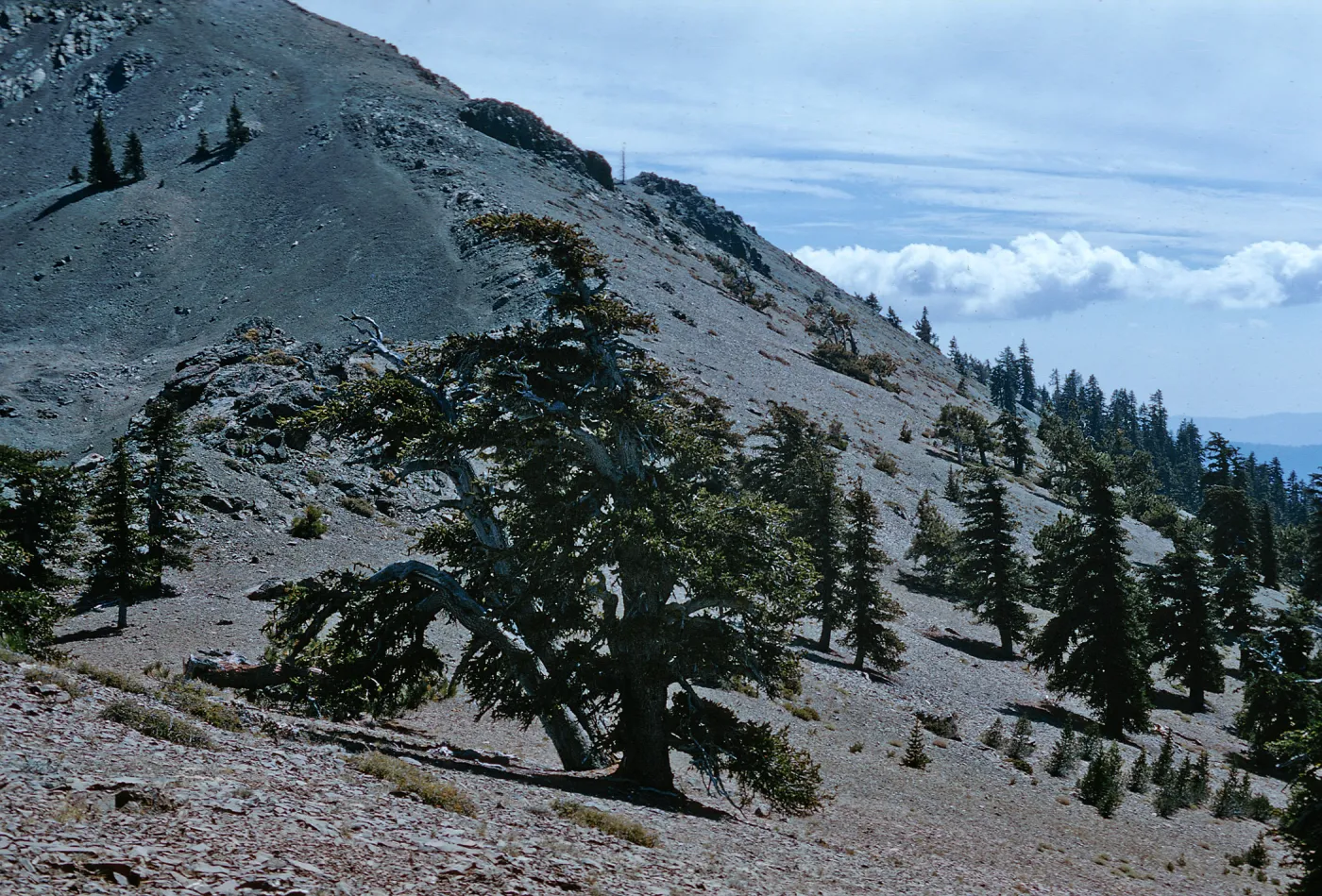 Pinus balfouriana, Mt. Linn East, S. Yolla Bolly Mts.