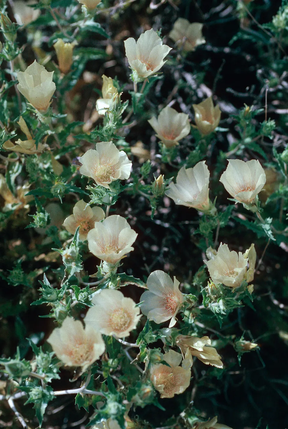 Mentzelia involucrata, 1000 Palms