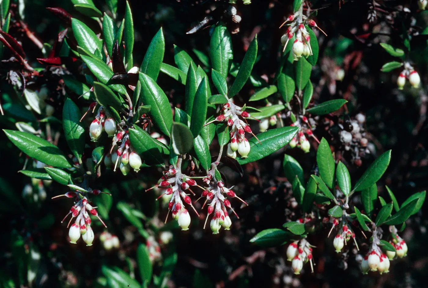 Xylococcus bicolor, Ericaceae