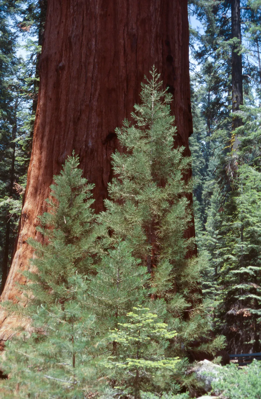 Sequoiadendron, Giant Forest