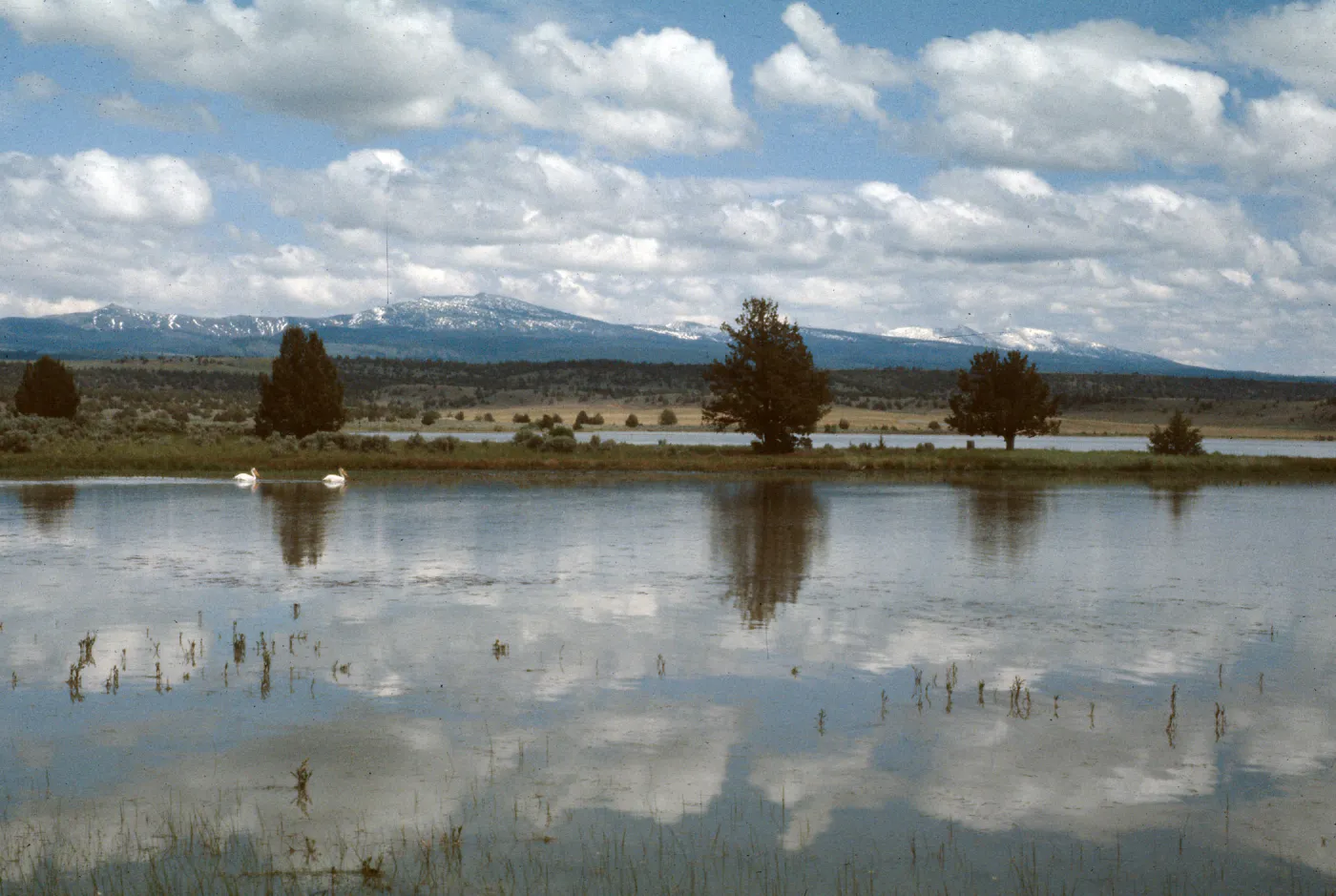 White Pelicans, Warner Mtns., Modoc National Wildlife Refuge