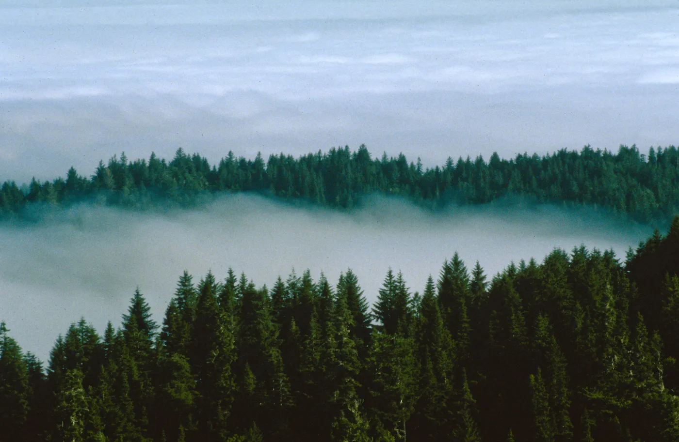 Pseudotsuga forest, Mattole Rd.