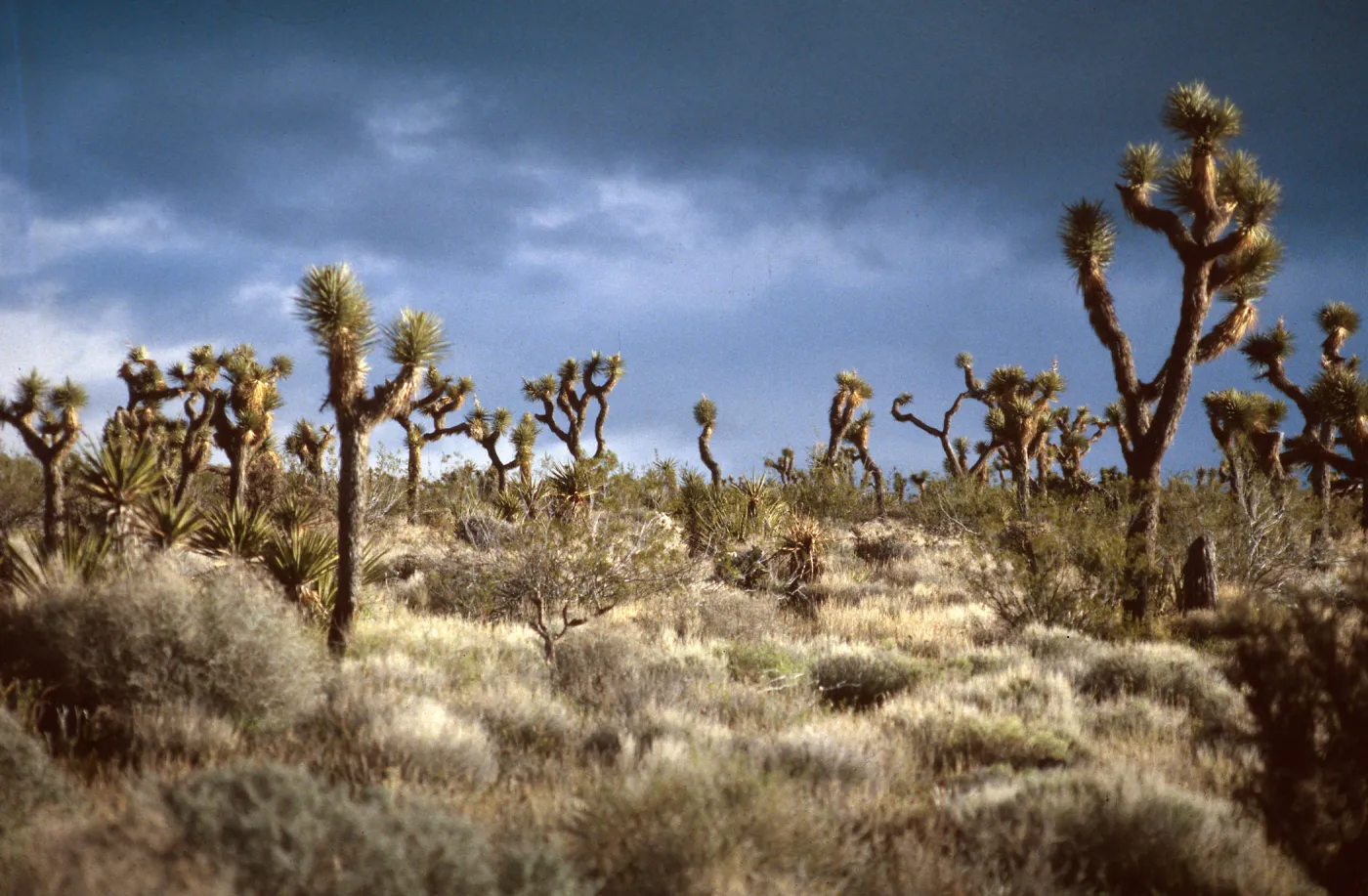 Joshua Tree Woodland, Joshua Tree Nat. Monument