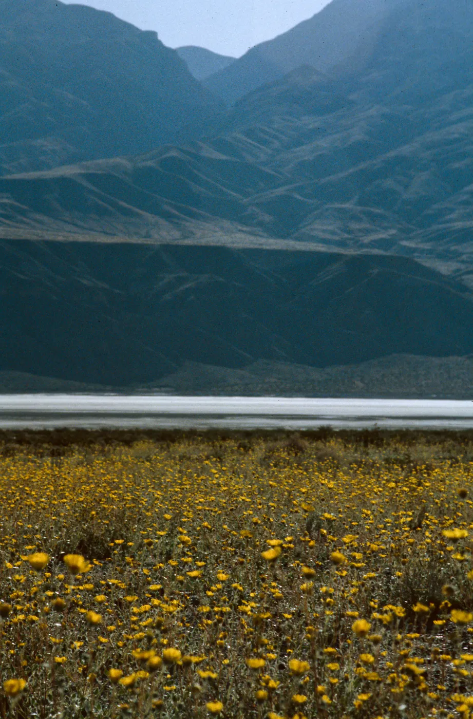 Geraea canescens, Panamint Valley